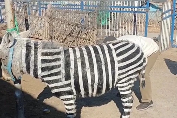 山東淄博一遊樂園用驢充當斑馬 網民:指驢為馬
