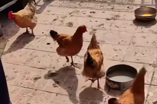 山東男子婚房7年沒住 被小區保潔換鎖養雞