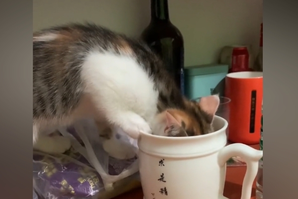 與貓共用水杯 福建男十二指腸布滿鉤蟲