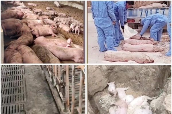 大陸多省爆發非洲豬瘟 養殖戶損失慘重