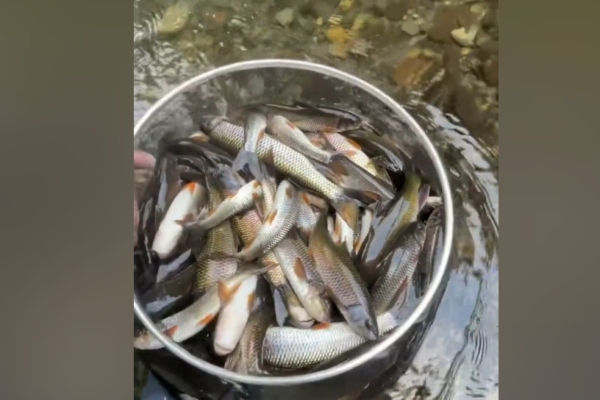 湖北驚現神祕洞穴 每年清明「吐魚」上萬斤