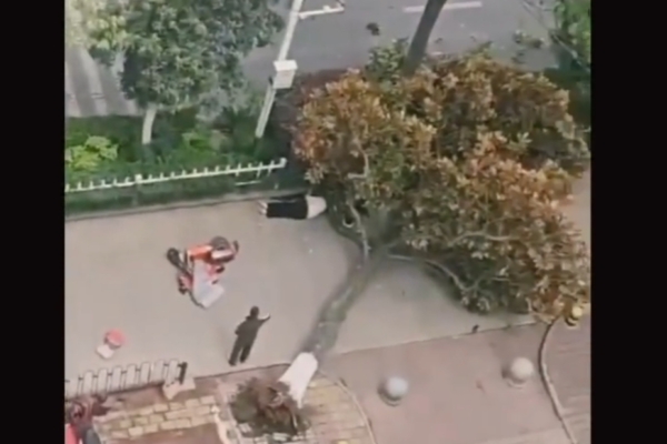 安徽路邊大樹被大風吹倒 55歲婦人被砸中身亡