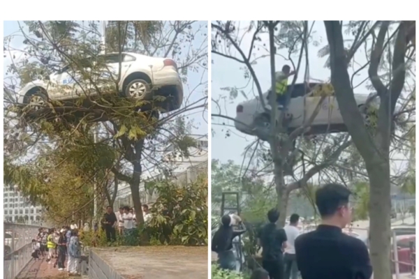 為吸引流量擺拍車上樹 網友:駕校都這麼卷?