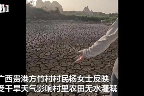 廣西持續乾旱 魚被晒乾 農田龜裂如拳頭大