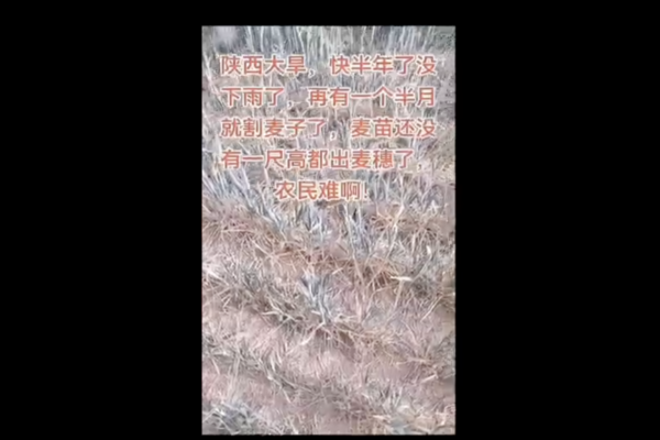 【一線採訪】陝西大旱逼近麥收 農民心碎祈雨