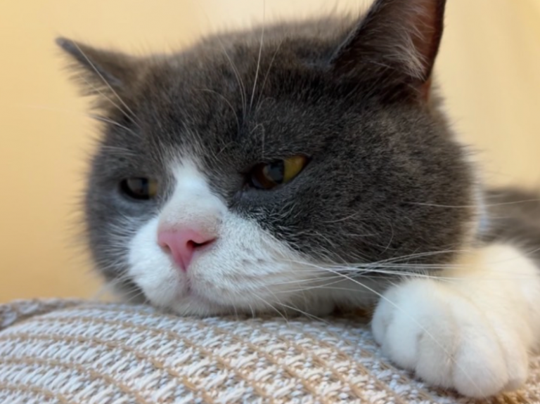 猫咪健康快乐的样子 牠不会说 但你可以看得到