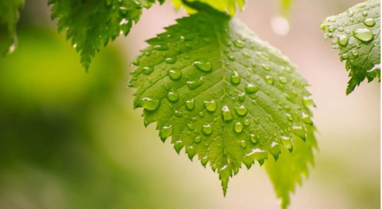 入「白露」易秋燥!4生肖小心身体出状况…有病痛赶紧就医勿拖延