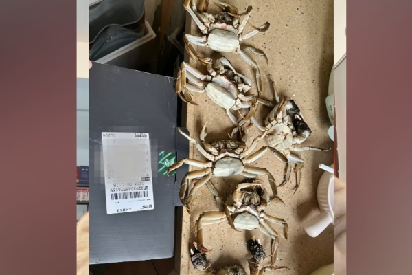 廣州買家AI合成死蟹視頻騙退款 被行拘8日