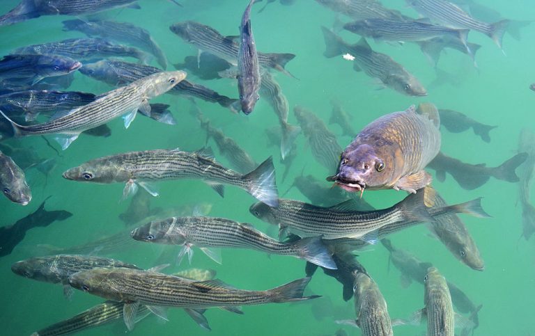 尼泊爾洪水退去撈到神祕巨魚 專家急喊別吃